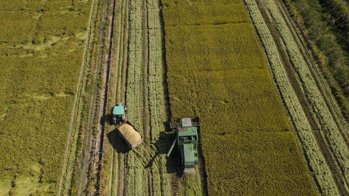 El Granero del Dragón: China Redefine su Seguridad Alimentaria con el Grano Integral